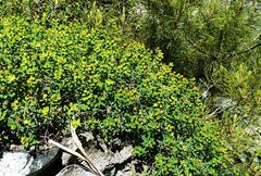 Euphorbia spinosa
