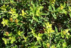 Euphorbia spinosa