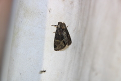 Phosphila turbulenta