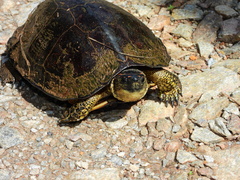 Rhinoclemmys punctularia