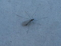 Trichocera
