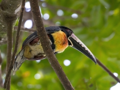 Pteroglossus torquatus