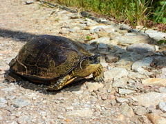 Rhinoclemmys punctularia