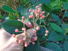 Cotoneaster coriaceus