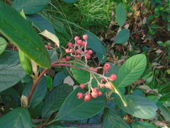 Cotoneaster coriaceus