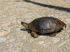 Rhinoclemmys punctularia