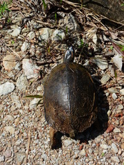 Rhinoclemmys punctularia