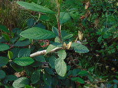 Cotoneaster coriaceus