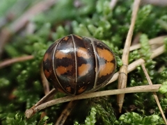 Glomeris connexa
