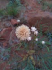 Pseudopegolettia tenella