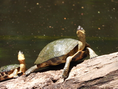 Rhinoclemmys punctularia