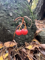 Convallaria