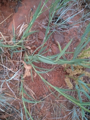 Pseudopegolettia tenella