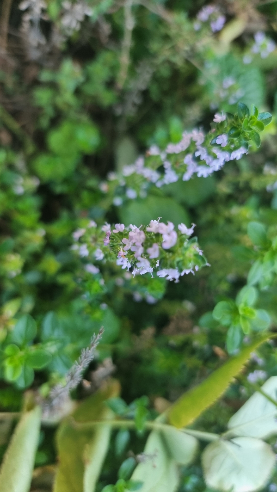 Beispielbild: Zitronenthymian (Thymus citriodorus)
