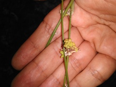 Aceria chondrillae