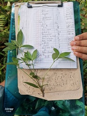 Hyptis capitata