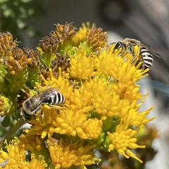 Colletes