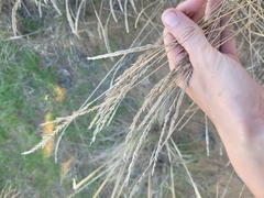 Agropyron desertorum