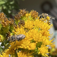 Colletes