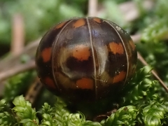 Glomeris connexa
