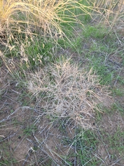 Ceratocarpus arenarius