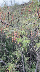 Vachellia constricta