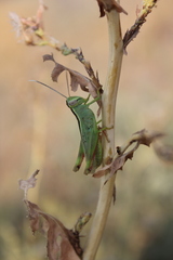 Heteracris pterosticha