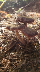 Armillaria sinapina