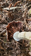 Armillaria sinapina