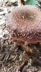 Armillaria sinapina