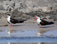 Rynchops flavirostris