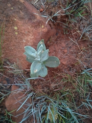 Helichrysum cerastioides