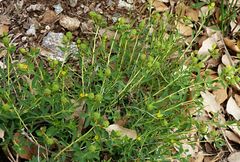 Euphorbia spinosa