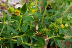 Euphorbia spinosa