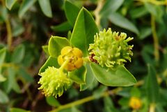 Euphorbia spinosa