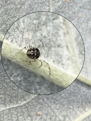 Theridion varians