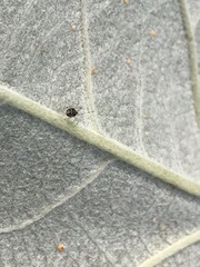 Theridion varians