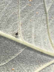 Theridion varians