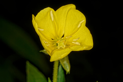 Oenothera