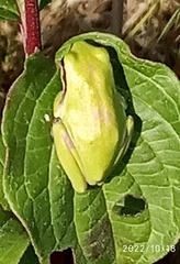 Hyla meridionalis