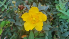 Hypericum × hidcoteense