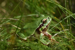 Hyla molleri