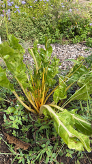 Beta vulgaris