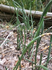 Equisetum hyemale