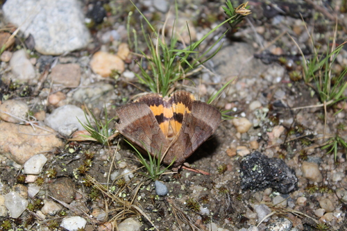 Bay Underwing photo 5