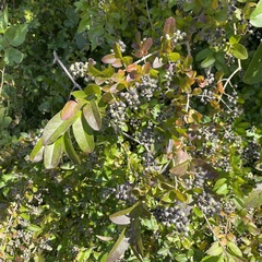Ligustrum vulgare