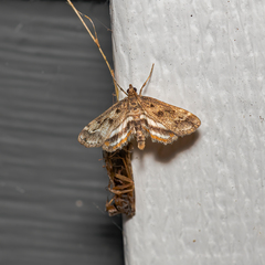 Parapoynx obscuralis