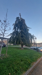 Cupressus sempervirens