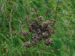 Daucus carota