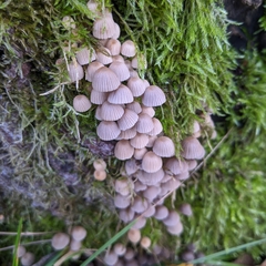 Coprinellus disseminatus